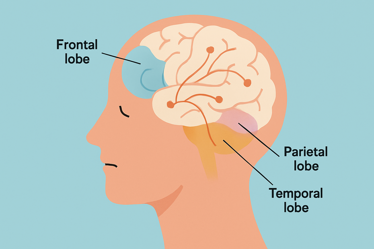 Illustration depicting brain regions implicated in rare mental disorders such as Capgras Syndrome, Cotard’s Delusion, and Fregoli Delusion.